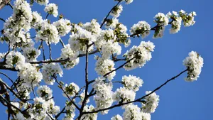 高清樱花图片壁纸_2