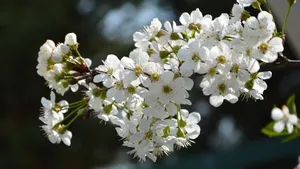 高清樱花图片壁纸_3