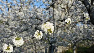 高清樱花图片壁纸_4