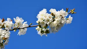 高清樱花图片壁纸_5