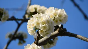 高清樱花图片壁纸_11