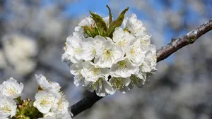 高清樱花图片壁纸_12