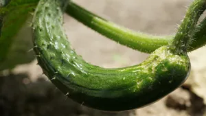 青藤上的黄瓜图片_4