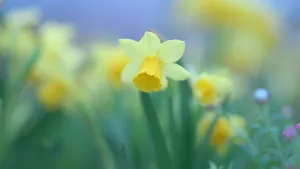 高清水仙花图片_2