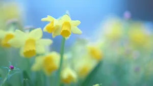 高清水仙花图片_3