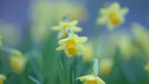 高清水仙花图片_4