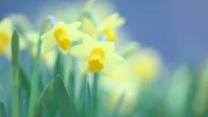高清水仙花图片_5