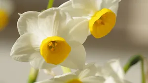 高清水仙花图片_8