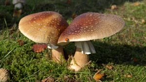 森林里的蘑菇图片大全_4