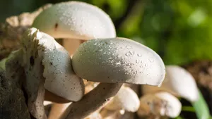 森林里的蘑菇图片大全_5