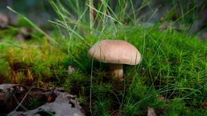 森林里的蘑菇图片大全_8