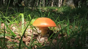森林里的蘑菇图片大全_9