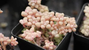 姬秋丽多肉图片第1张