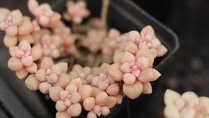 姬秋丽多肉图片_6