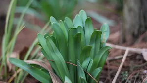短蕊石蒜图片_7