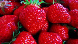 酸甜可口的草莓图片大全_11