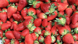 酸甜可口的草莓图片大全_12