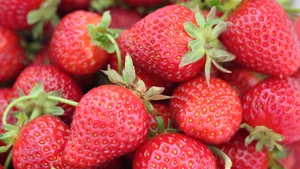 酸甜可口的草莓图片大全第18张