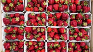 酸甜可口的草莓图片大全第19张