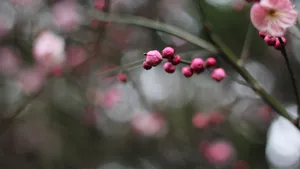 5k梅花花骨朵图片