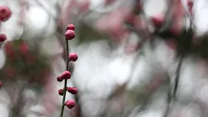 5k梅花花骨朵图片_2