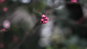 5k梅花花骨朵图片_3