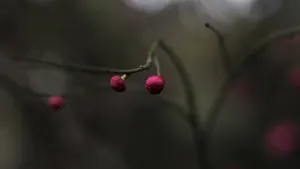 5k梅花花骨朵图片_4