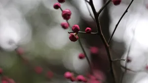 5k梅花花骨朵图片_5