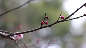 5k梅花花骨朵图片_6