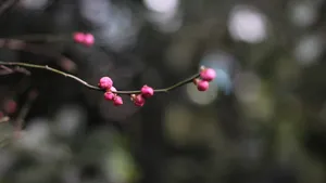 5k梅花花骨朵图片_7