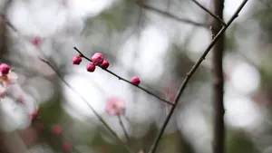 5k梅花花骨朵图片_8