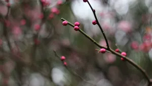 5k梅花花骨朵图片_9