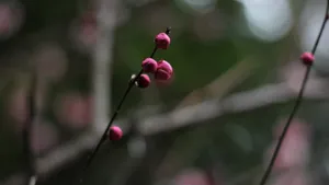 5k梅花花骨朵图片_10