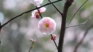 高清江梅,梅花图片