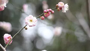 高清江梅,梅花图片_2