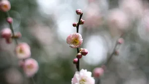 高清江梅,梅花图片_4