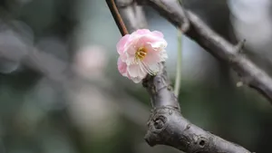 高清江梅,梅花图片_5