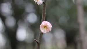 高清江梅,梅花图片_6