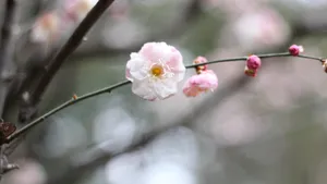 高清江梅,梅花图片_7