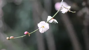 高清江梅,梅花图片_8