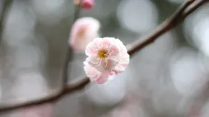 高清江梅,梅花图片_9