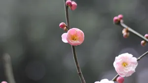 高清江梅,梅花图片_10