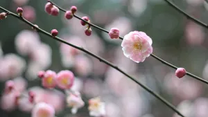 高清江梅,梅花图片_11