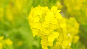 高清金黄的油菜花图片_2
