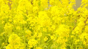 高清金黄的油菜花图片_3