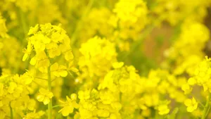 高清金黄的油菜花图片_4