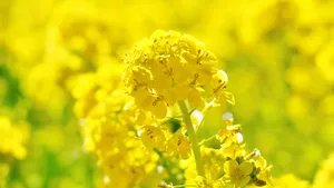 高清金黄的油菜花图片_6