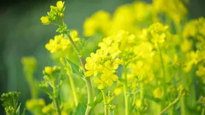 高清金黄的油菜花图片_7