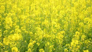 高清金黄的油菜花图片_8