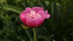 高清牡丹花图片_3